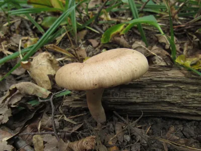 Млечник бурый - Lactarius lignyotus - Грибы Уломы Железной