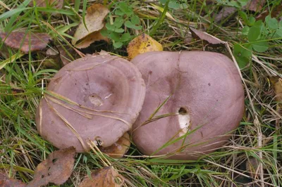 Млечник обыкновенный, Lactarius trivialis - Грибы Средней Полосы