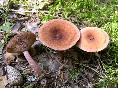 Млечник обыкновенный (Lactarius trivialis) - Picture Mushroom