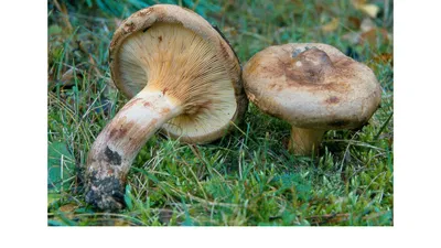 Млечник шиповатый (Lactarius spinosulus) – Грибы Сибири [Вложение: 6826]