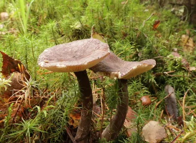 Lactarius quietus, Млечник нейтральный