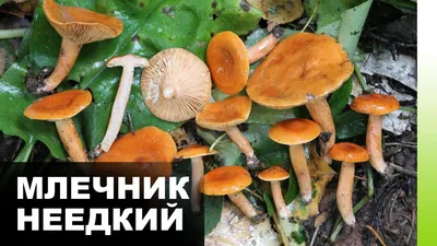 Этот вкусный гриб запретили в СССР. Вы знали, что он крайне опасен?