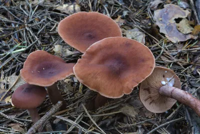 Lactarius pyrogalus (hortensis), Млечник жгуче-млечный (садовый)