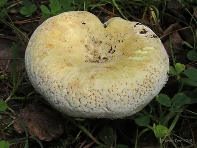 Фотокаталог грибов: Млечник обыкновенный (Lactarius trivialis)