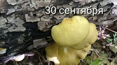 Липовик, приморский край, грибы, ольховик, - YouTube