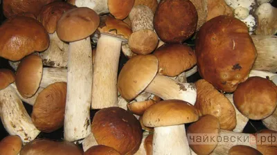 Гриб Ольховик (69 фото) »