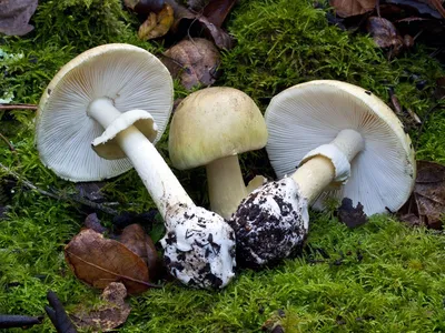 Свинушка ольховая или гриб ольховик (Paxillus filamentosus): фото и  описание гриба