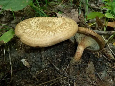 Свинушка ольховая или гриб ольховик (Paxillus filamentosus): фото и  описание гриба