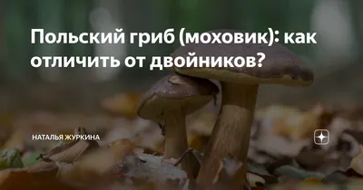 Гриб липовик (49 фото) »