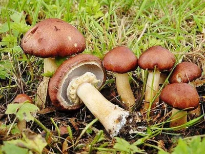 Рисунки - Страна грибов и ягод - Фотогалерея - Международное сообщество  педагогов \"Я - Учитель!\"