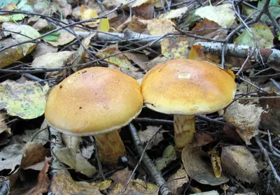 Cortinarius triumphans, Паутинник триумфальный (желтый)