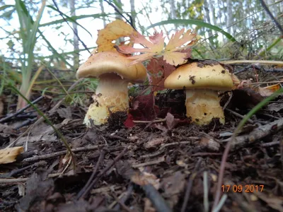 Cortinarius triumphans, Паутинник триумфальный (желтый)