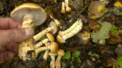 Паутинник жёлтый — описание гриба, где растет, похожие виды, фото