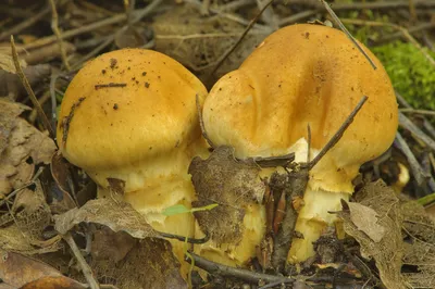 Паутинник жёлтый (Cortinarius triumphans) - грибы России