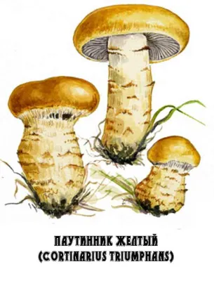 Паутинник желтый (Cortinarius triumphans) или Паутинник триумфальный: фото,  описание и рецепты приготовления гриба