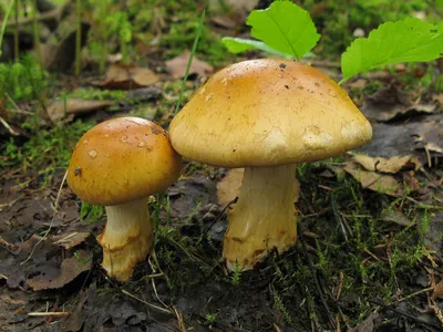 Грибы России (mushrooms of Russia) (Pilze Russland) - Паутинник желтый  (приболотник) съедобен
