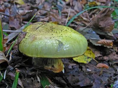 Паутинник желтый, триумфальный (Cortinarius triumphans) / Съедобные грибы,  ягоды, травы