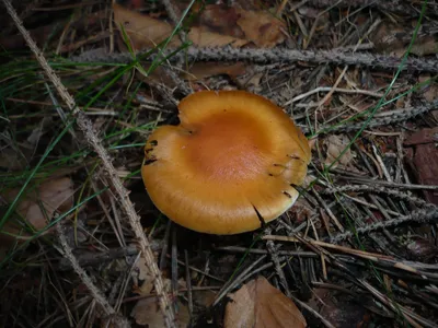 Фотокаталог грибов: Паутинник массивный (Cortinarius saginus)