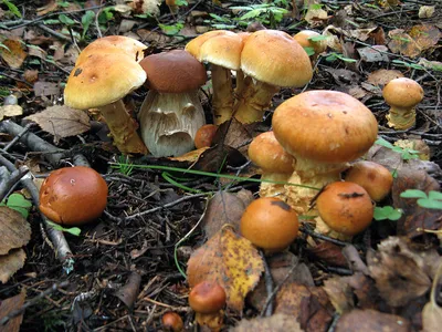 Фотокаталог грибов: Паутинник жёлтый (Phlegmacium triumphans)