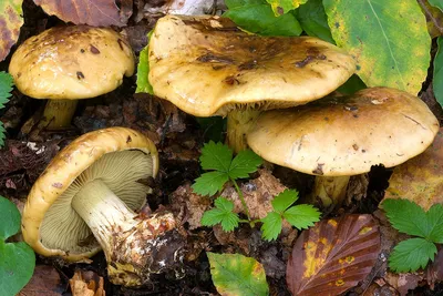 Паутинник триумфальный (Cortinarius triumphans) - Picture Mushroom