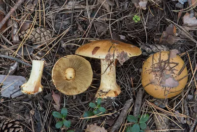 И еще раз про грибы. Желтый паутинник. | 8 соток в Сибири | Дзен