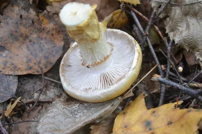 Паутинник жёлтый (Cortinarius triumphans) - грибы России