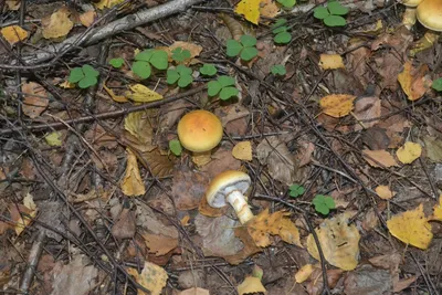 Cortinarius triumphans, Паутинник триумфальный (желтый)