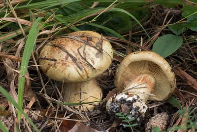 Паутинник лимонно-жёлтый (Cortinarius citrinus) - Picture Mushroom