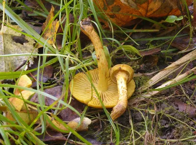 Паутинник жёлтый (Cortinarius triumphans) - грибы России