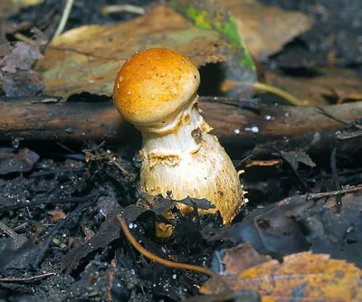 Паутинник клидухус (Cortinarius cliduchus) - Picture Mushroom