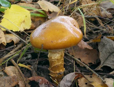 Паутинник жёлтый (Cortinarius triumphans) фотографии, видео и истории