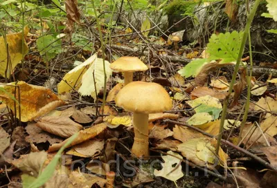 Желтый гриб (61 фото) - 61 фото