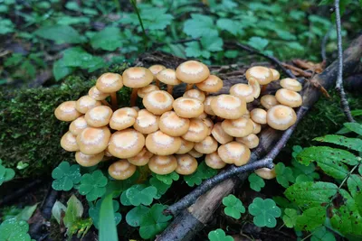 Подвишень (Clitopilus prunulus) - грибы России