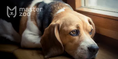 ВЕТЕРИНАР 🐾 ГОЛИЦЫНО ОДИНЦОВО on Instagram: \"😢🐶 Малассезия: грибковый  дерматит у собак💊🩺 🔬 Малассезиозный дерматит – это кожное заболевание у  собак, вызванное грибком рода Malassezia. Сегодня мы расскажем о причинах,  симптомах и