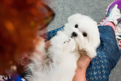 Малассезия у собак: что это, лечение и профилактика заболевания, препараты  | ВКонтакте