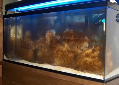 Почему аквариум покрывается коричневым налетом, как от него избавиться и  предупредить повторное появление?