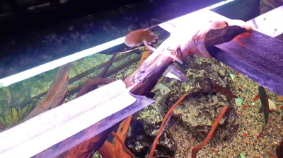 Гриб на коряге в аквариуме | Пикабу
