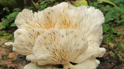 Чинарики грибы - фото и картинки: 66 штук