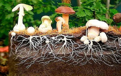 Вёшенка лёгочная - Форум, съедобные грибы и грибные описания, фото, рецепты  приготовления