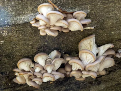Чинарики грибы - 67 фото