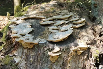 Вешенка: описание гриба, виды, как выглядит, выращивание и фото