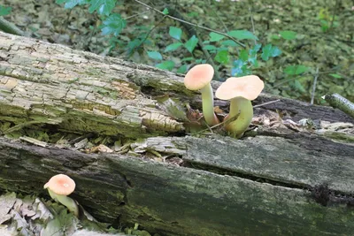 Маринованные грибы \"Чинарики\" собраны в экологически чистых горных районах  Карачаево-Черкессии. Все подробности в л/с. | Instagram