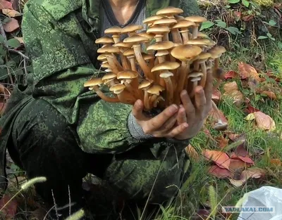 Вешенки грибы в природе (58 фото) - красивые картинки и обои на рабочий стол