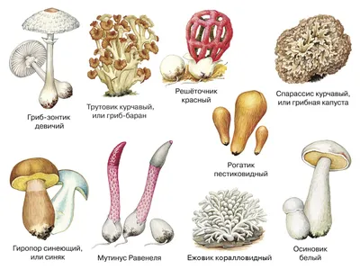 Белый гриб — Википедия
