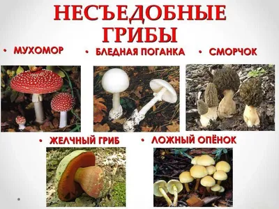 Boletus edulis, Белый гриб