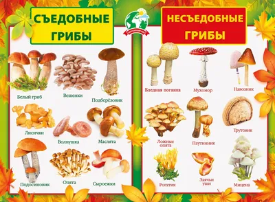 ТОП-3 вкусных грибов, о которых вы могли не знать