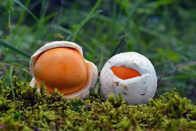 В лесах появились ярко-красные шаровидные грибы, которые могут быть опасны  - Российская газета