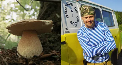 Тащи лукошко: какие грибы собирать сейчас и как их готовить - Афиша Daily