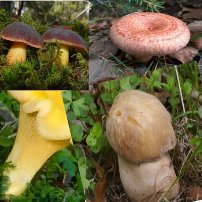 Самые вкусные лесные грибы