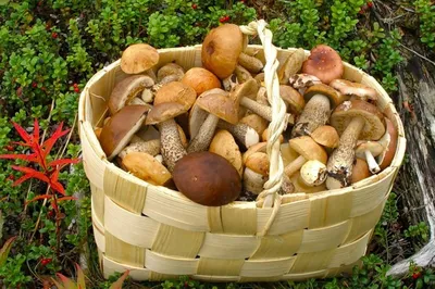 Малознакомые, но вкусные и полезные грибы. Названия, описание, фото —  Ботаничка